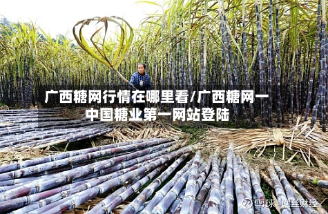 广西糖网行情在哪里看/广西糖网一中国糖业第一网站登陆-第2张图片