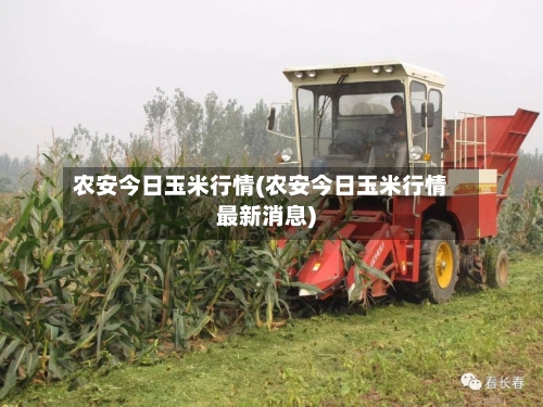 农安今日玉米行情(农安今日玉米行情最新消息)-第2张图片