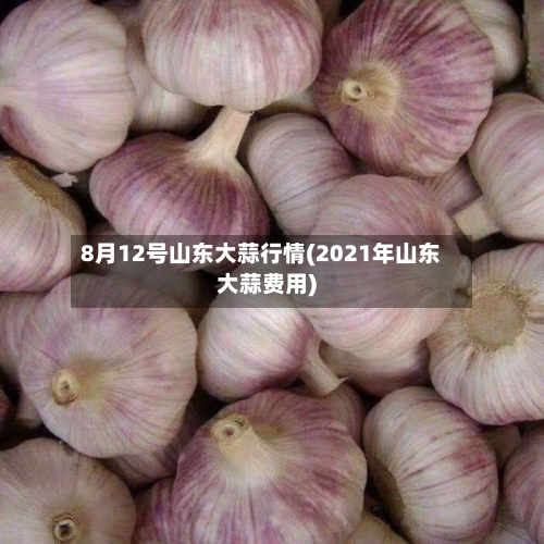 8月12号山东大蒜行情(2021年山东大蒜费用)-第1张图片
